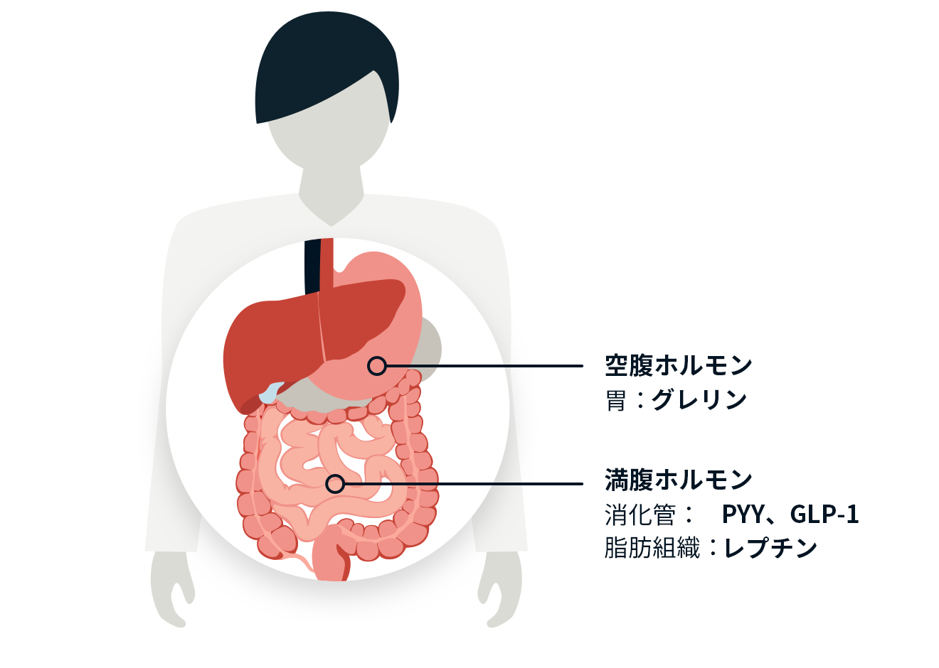 hormones that regulate appetite